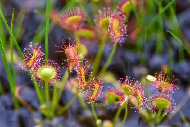 Alpine plants in Oze (Scientific name:Drosera rotundifolia).Oze is a national park and most well known features are the Ozegahara Marshland and the Ozenuma Pond.