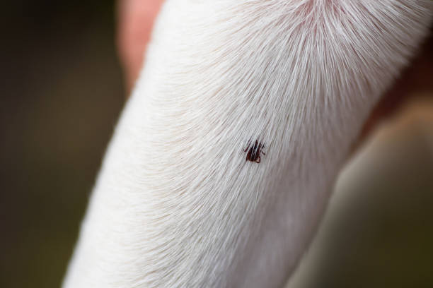 tick parasite on human skin on dog paw - ectoparasite imagens e fotografias de stock