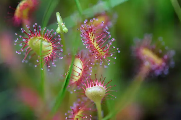 Alpine plants in Oze (Scientific name:Drosera rotundifolia).Oze is a national park and most well known features are the Ozegahara Marshland and the Ozenuma Pond.