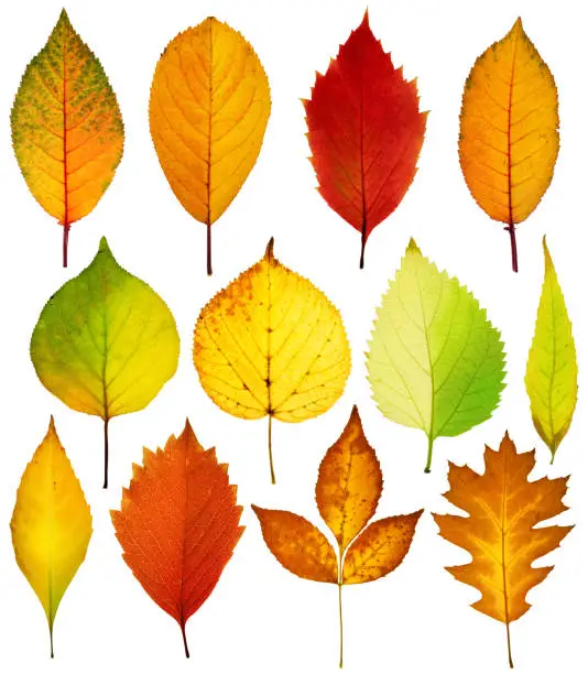 Collection beautiful colorful autumn leaves isolated on white background. Autumn background. Design element on the theme of autumn.
