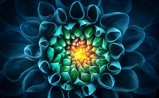 Blue-green chrysanthemum flower close-up. Macro shot. Summer and spring multi-color floral background.