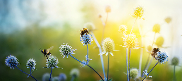 Eryngium alpinum is a perennial herb in the  Umbelliferae family. (Umbelliferae). View of sea, holly flowers and flying bumblebees in the rays of the evening sun. Macro shot. Summer fantasy background.  Concept flower background.