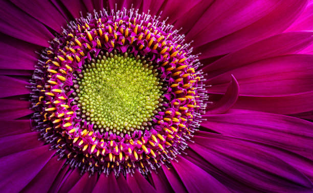 istock Gerbera flower close up. Macro photography. 1287429219