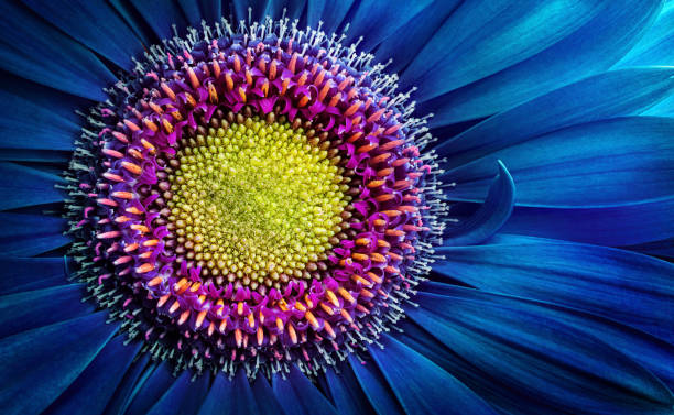istock Gerbera flower close up. Macro photography. 1287429220