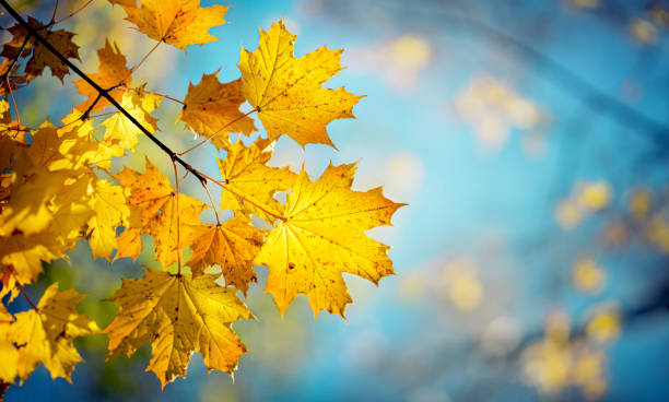 istock Autumn yellow maple leaves on a blurred forest background, very shallow focus. 1287429281