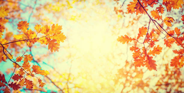осенние дубовые листья на широком размытом фоне, очень мелкий фокус. - autumn light leafes color image стоковые фото и изображения