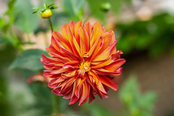 istock Dahlia Cultorum flowers in bloom 1287430764