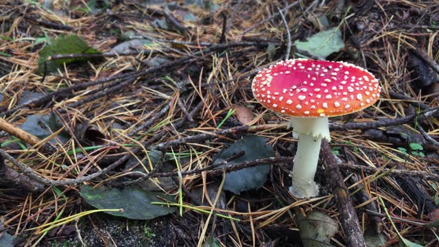 Beautiful and enchanting fly agaric mushroom in detail, high angle