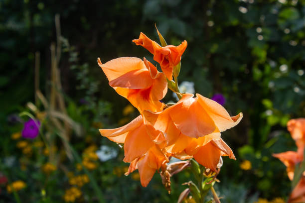 gladiolus dalenii aka pokojówka kwiatów mgły w rozkwicie - gladiolus orange flower isolated zdjęcia i obrazy z banku zdjęć