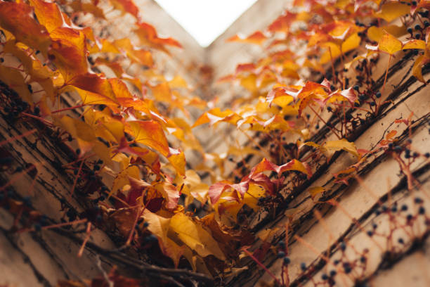 istock Wall with intense yellow autumn leaves 1287431869