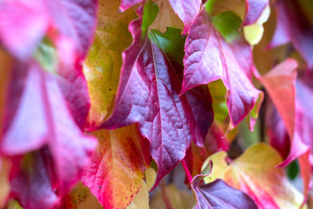 istock Intense red autumn leaves 1287431875