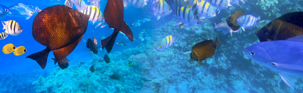 istock Underwater Colorful Tropical Fishes. 1287432153