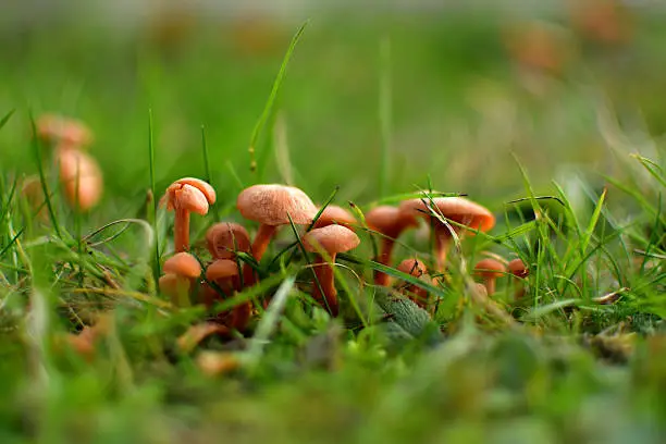 Group of small mushrooms in the lawn