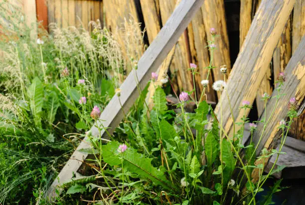 Photo of Old rickety wooden fence and thickets of dandelions and clovers beside