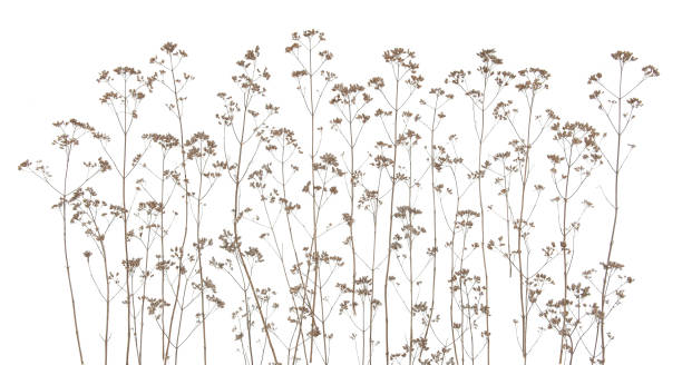 istock Dry field flowers isolated on white background. 1287432610