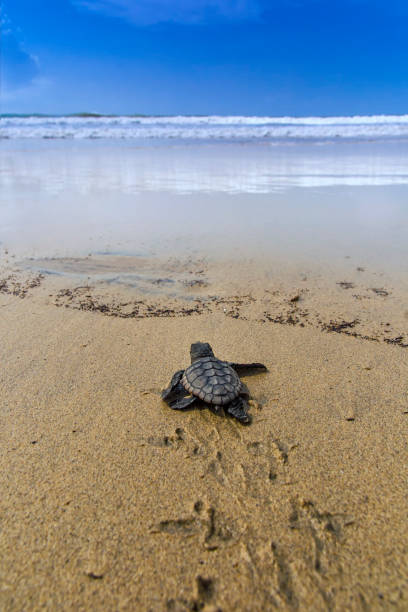 nueva tortuga boba eclosionada (caretta caretta). - turtle young animal beach sand fotografías e imágenes de stock