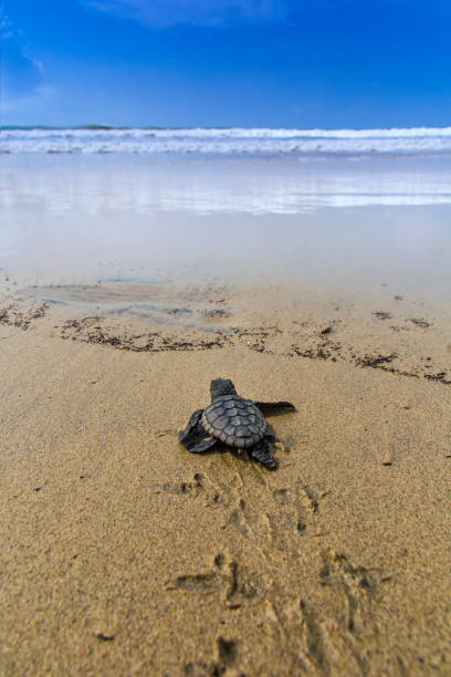 nuova tartaruga marina caretta covata (caretta caretta). - animale appena nato foto e immagini stock