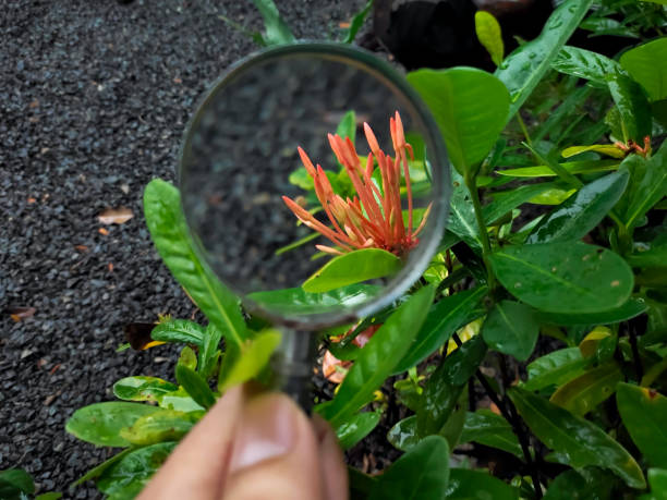 istock Red flower bud look from magnifying glass 1287434093