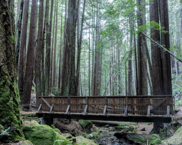 istock Creek crossing footbridge at Corte De Madera Creek Preserve 1287434232