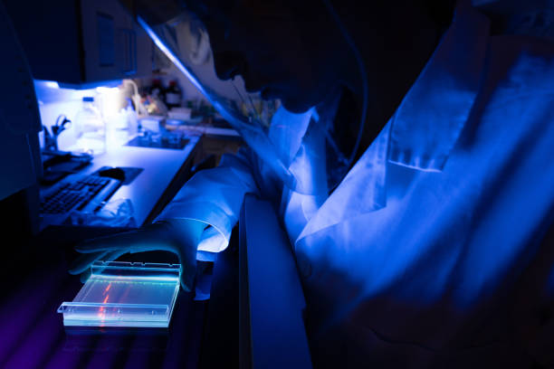 istock Researcher in DNA laboratory: agarose sequencing gel results 1287435150
