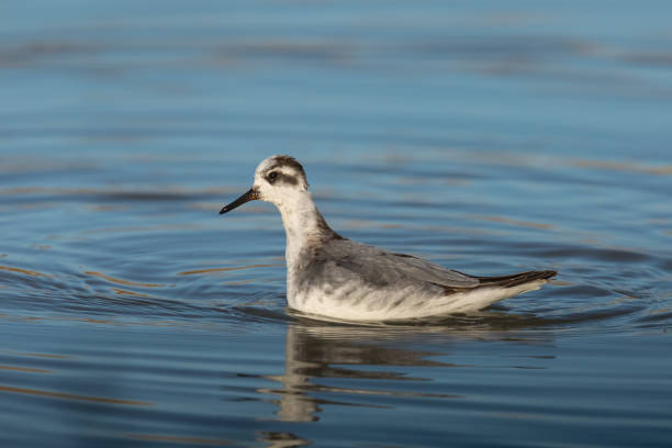 istock Grey Phalarope in winter plumage swimming 1287435524