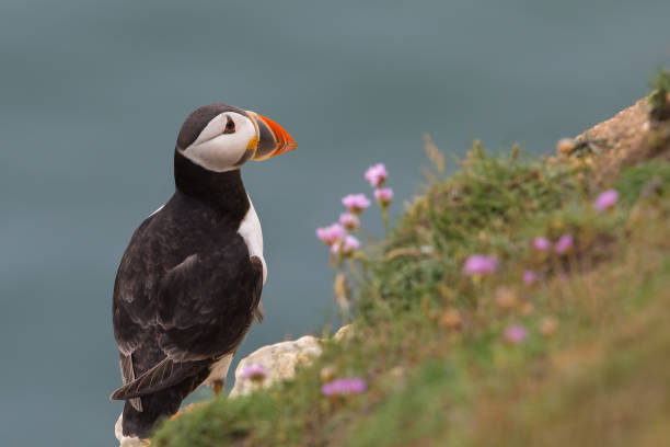 istock Atlantic Puffin amongst Sea thrift flowers 1287435700