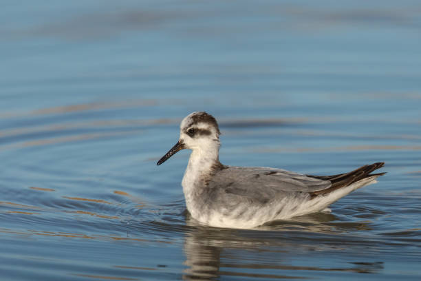 istock Grey Phalarope in winter plumage swimming 1287435844