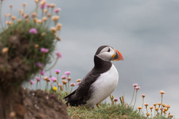 An Atlantic Puffin (Fratercula arctica) standing on cliffs amongst pink flowers of Sea Thrift, Flamborough Head, East Yorkshire. UK