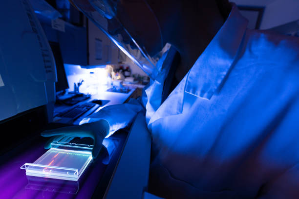 researcher in dna laboratory: agarose sequencing gel results - agarose imagens e fotografias de stock