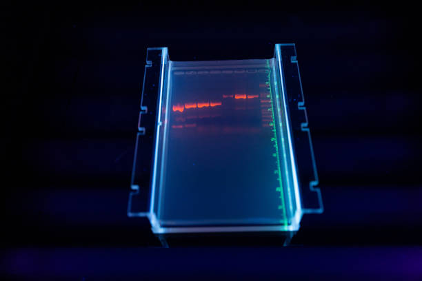 forscher im dna-labor: agarose-sequenzierungsgel-ergebnisse - agarose stock-fotos und bilder