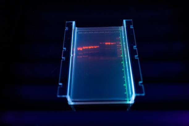 investigador en laboratorio de adn: resultados de gel de secuenciación de agarosa - agarose fotografías e imágenes de stock