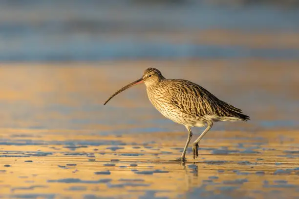 A Eurasian Curlew walking on a beach in golden light at sunrise with a blurred sea background, East Yorkshire, UK