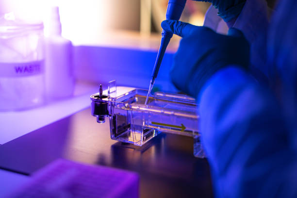 researcher in dna laboratory: agarose sequencing gel results - agarose imagens e fotografias de stock