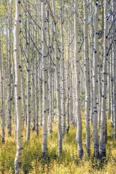 istock Forest with aspen trees in Utah 1287437572