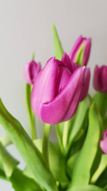 istock Pink purple tulips from Holland 1287437646