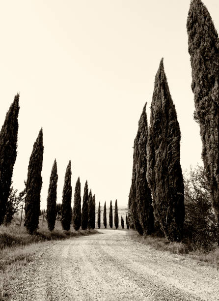 istock Country road flanked with cypress trees. 1287438847