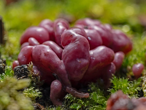 Mushrooms on moss-covered dead wood