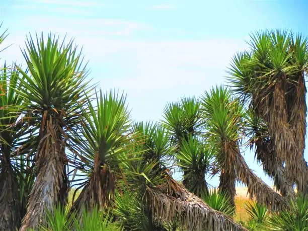 The yucca palm plant. Joshua tree or palm tree yucca.