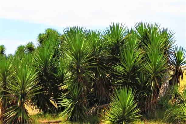 istock The yucca palm plant. Joshua tree or palm tree yucca. 1287440550