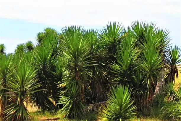 The yucca palm plant. Joshua tree or palm tree yucca.