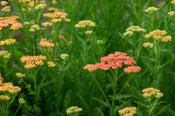 istock Beautiful Yarrow Plant 1287441531