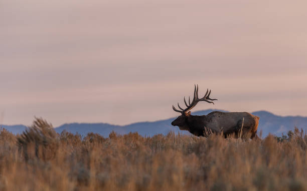 istock Bull Elk in Autumn in Wyoming 1287441937
