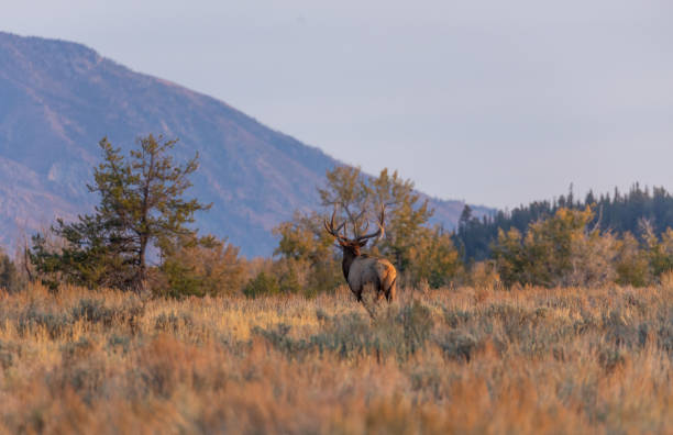istock Bull Elk in Autumn in Wyoming 1287441941