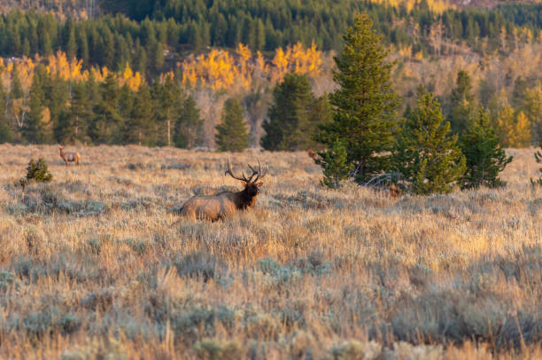 istock Bull Elk in Autumn in Wyoming 1287442276