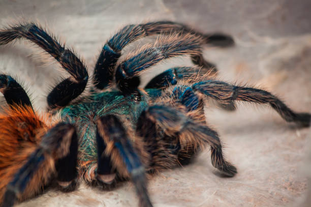 istock Chromatopelma cyaneopubescens tarantula macro 1287442431