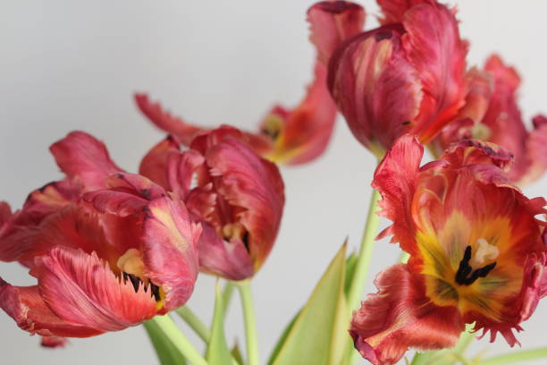 istock Bouquet of red tulips 1287442562