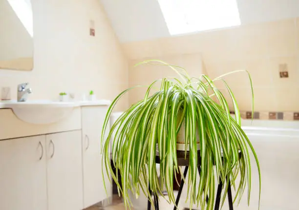 Photo of Chlorophytum comosum, called spider plant or airplane plant growing in white pot in bright white bathroom. Great air purifying plant.