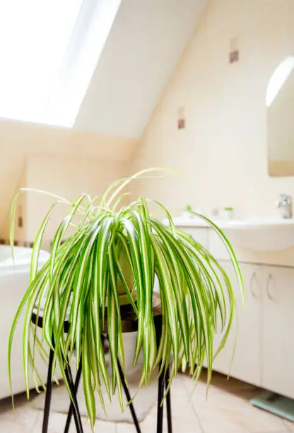 Chlorophytum comosum, called spider plant or airplane plant growing in white pot in bright white bathroom. Great air purifying plant.