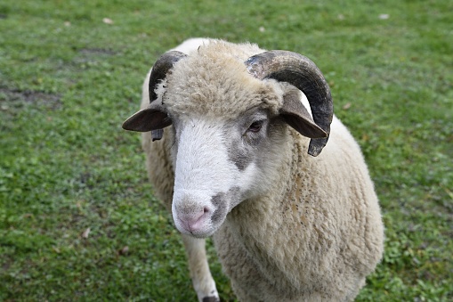 Cropped shot of a sheep on a farm
