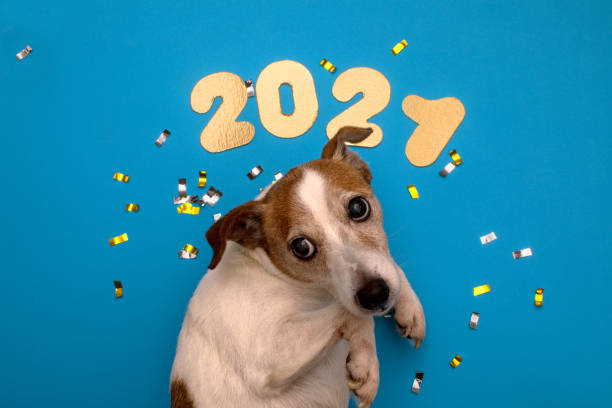 istock Numbers 2021 on blue background with dog 1287445881